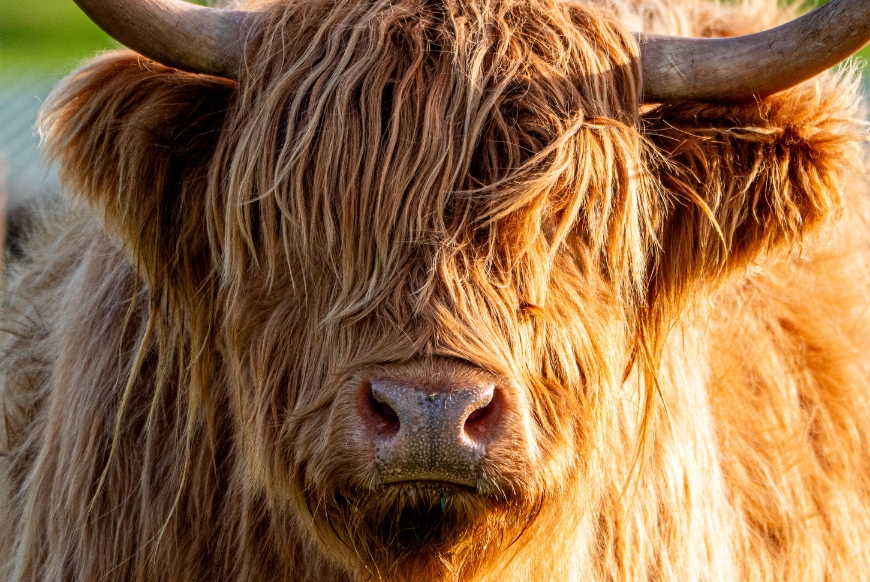 A highland cow